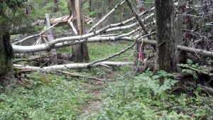 Taking the road less traveled on the Island