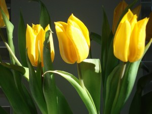 Yellow tulips flowers. (3)[1]