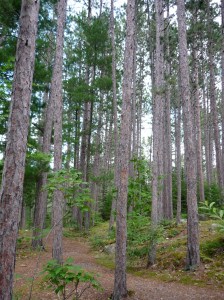 The contemplative walk I envisioned