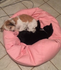 Orea and Buddy in-between walks