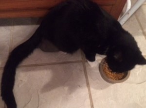 Silver our 3-legged cat