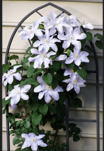 What if I had a silver moon clematis growing on a trellis by the garage?