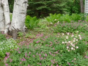 One of our four large gardens in the suburbs