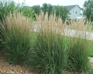 What if we added clumps of feather reed grass along the fence like this?