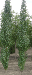 Maybe a columnar birch would camouflage the neighbor's garage.