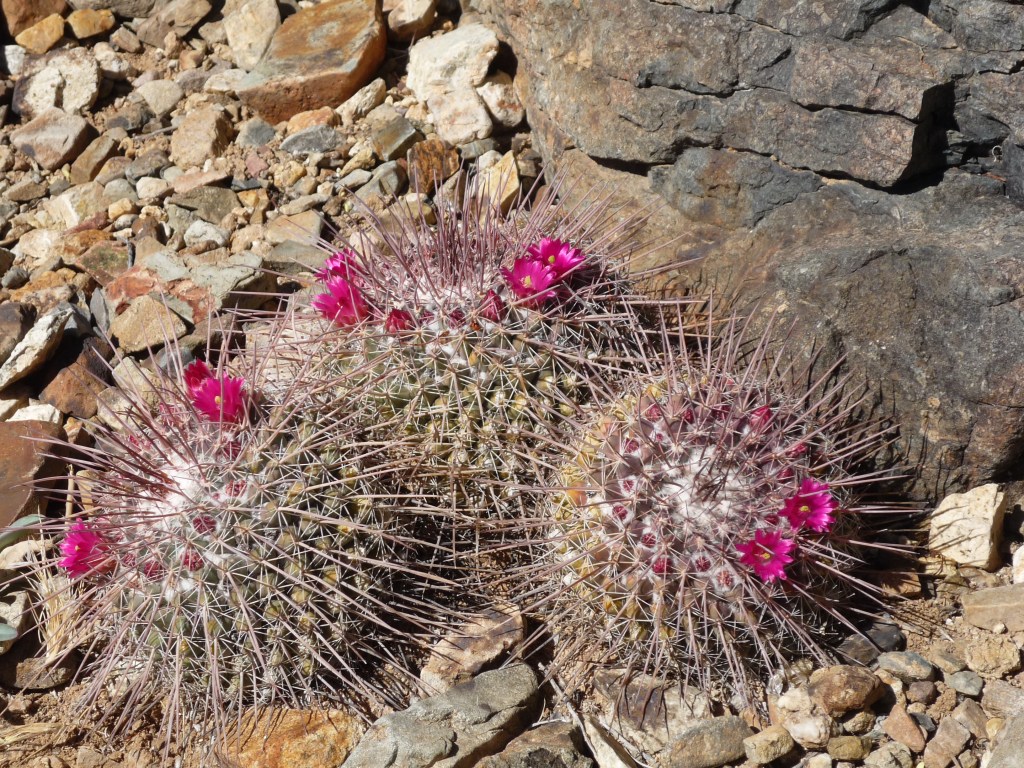 cactus-flower-2