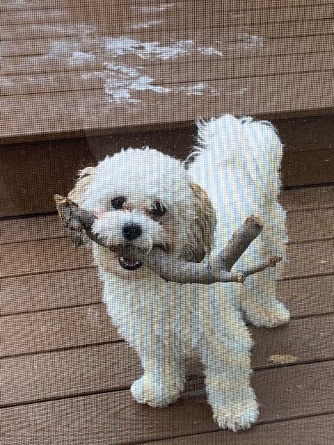 Our Dog Is Vegan, Too