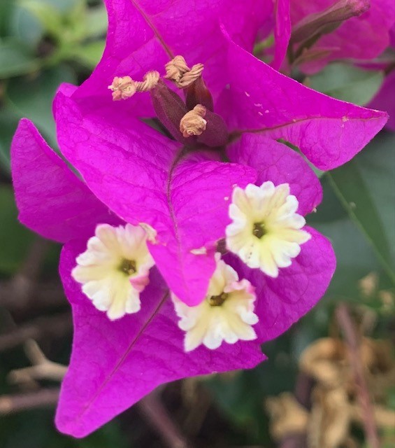 A Flower Within a&nbsp;Flower