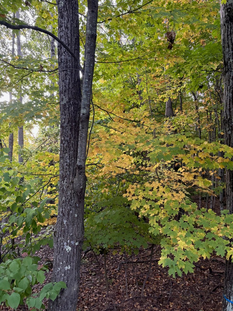 A serene forest scene with trees displaying vibrant green and yellow leaves, creating a rich autumnal atmosphere.